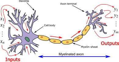 Biological Neuron Model